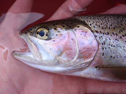 rainbow-trout-rosy-cheeks